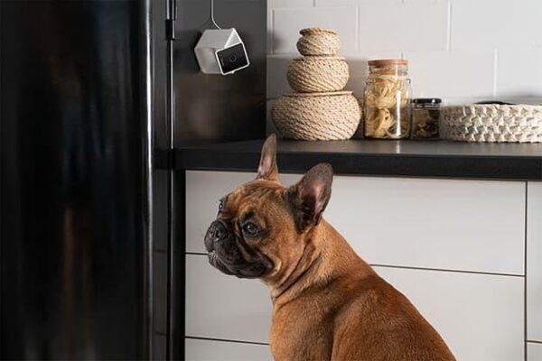 WRL CAMERA HD/CC10US PETCUBE - Image 5